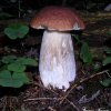 boletus edulis